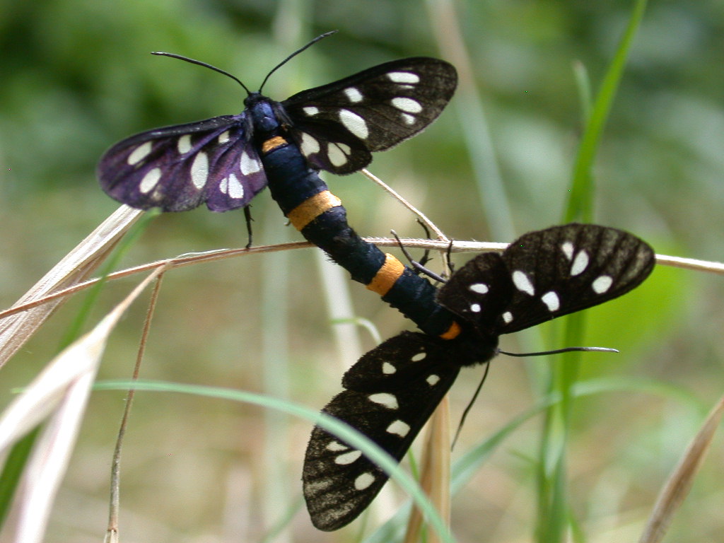 Amata phegea